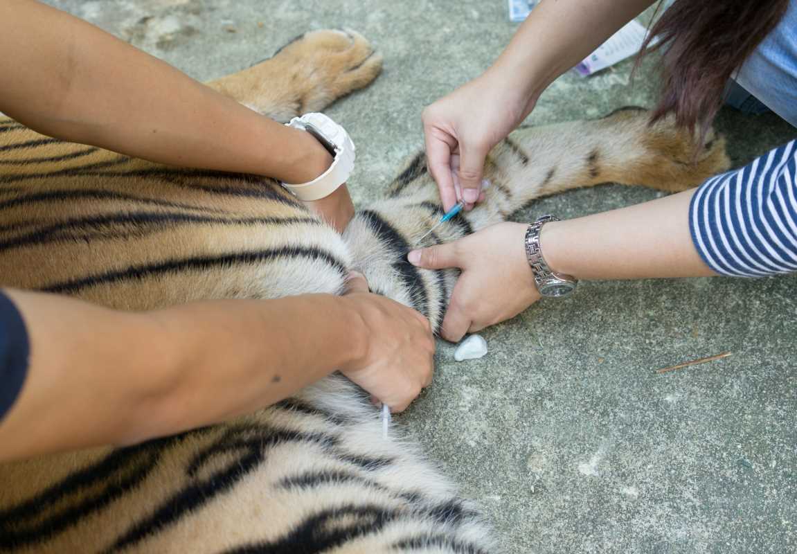 Careers That Let You Work with Animals Every Day